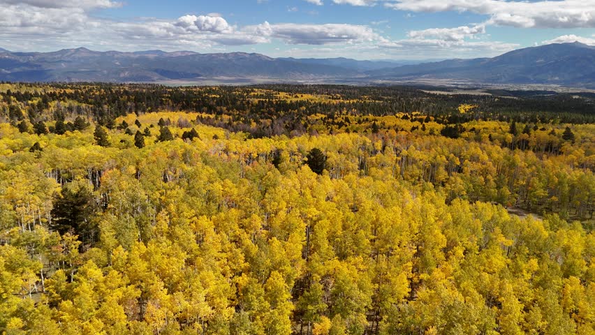 A wide-angle shot of an expansive quaking aspen forest (Populus tremuloides) covering a mountain valley in Colorado beneath a bright sky