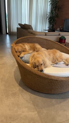 Affectionate Golden Retrievers cuddling, licking and gently interacting with each other.