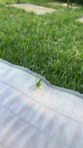 Close-up of a green katydid grooming itself in a natural outdoor environment.