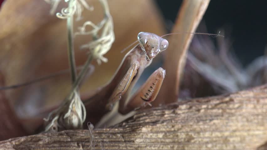 Extreme macro close-up of a praying mantis peeking over dry wood with folded raptorial forelegs and large compound eyes looking directly into the camera. Detailed insect portrait in its natural habitat with shallow depth of field, selective focus, and soft bokeh. Wildlife, entomology, camouflage, predator behavior, biodiversity, and nature macro photography concept