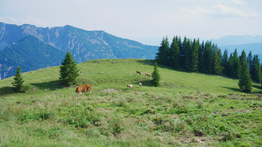 Scenic view of alpine cows grazing on a rolling mountain meadow near Rotwand in the German Alps with dramatic mountain peaks in the background on a sunny summer day.