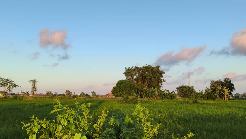 Lush green rice field landscape under beautiful blue sky with pink clouds during sunset in rural village