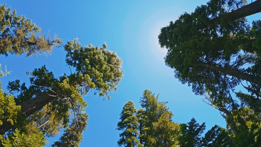 Low angle view looking up at pine trees against clear blue sky