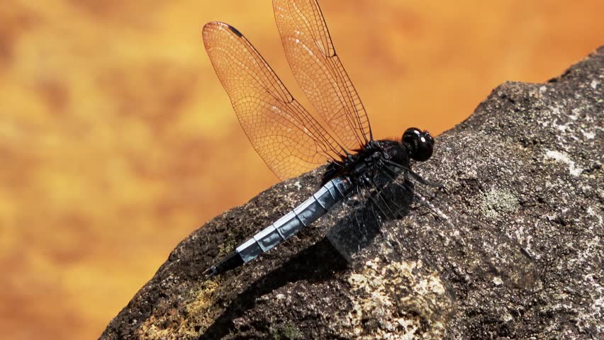 A blue dragonfly perches on a rock by the stream, withstanding strong wind.