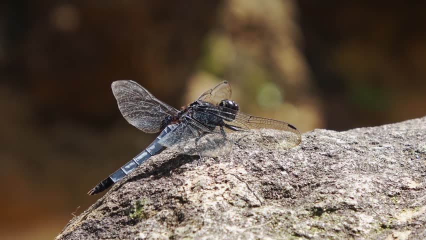 A blue dragonfly perches on a rock by the stream, withstanding strong wind.