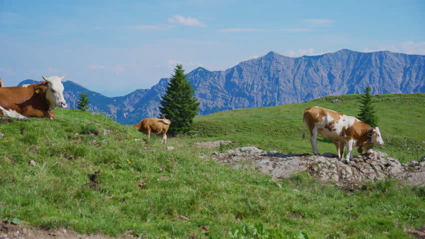 Alpine cows grazing on a scenic mountain pasture near Rotwand in the German Alps surrounded by breathtaking mountain peaks on a sunny summer day.