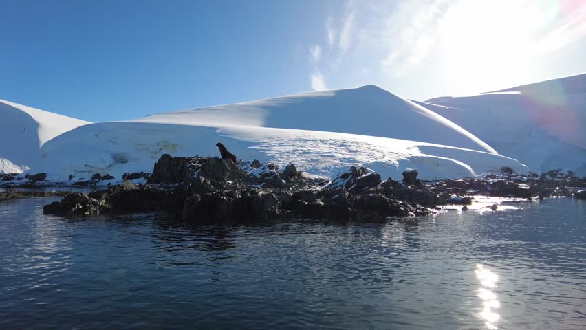 Antarctic Fur Seal Resting on Coastal Rocks - Lone seal perched on dark rocks amidst calm waters and sunlit snow-covered slopes.