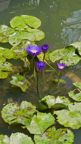 Beautiful purple lotus flower with green leaves in pond. Aquatic lotus flower blooming in pond, lake, river water in summer.	