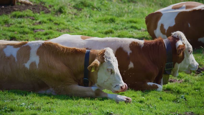 Two relaxed alpine cows resting on a peaceful mountain pasture in the Swiss Alps surrounded by beautiful alpine scenery on a sunny summer day.
