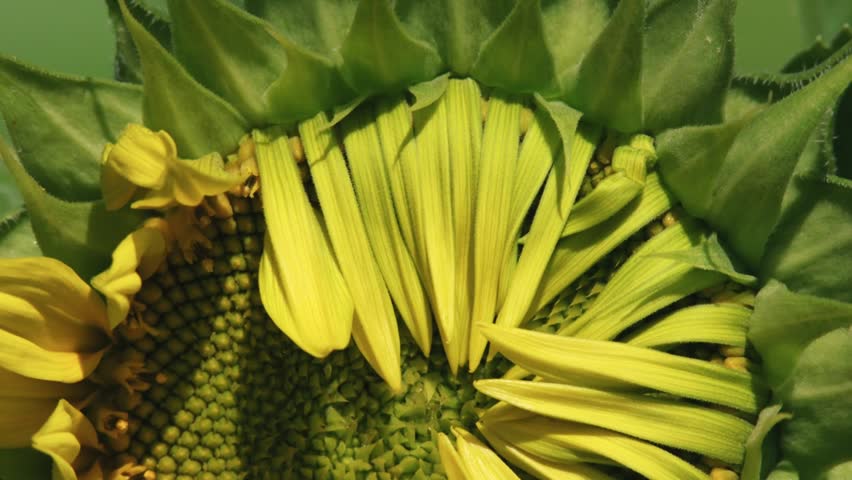 A half-open sunflower blooms in warm summer sunlight, showcasing vibrant petals and natural beauty in stunning 4K resolution.