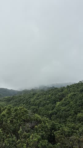 Scenic portrait view of misty green forest hill top covered in fog under cloudy sky.