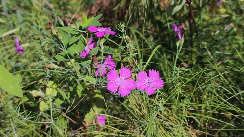 Wild dianthus bloom shows vibrant bright pink petals growing among tall green grass outdoors. Wild dianthus bloom displays delicate flower shape, adding natural beauty to summer meadow landscape.