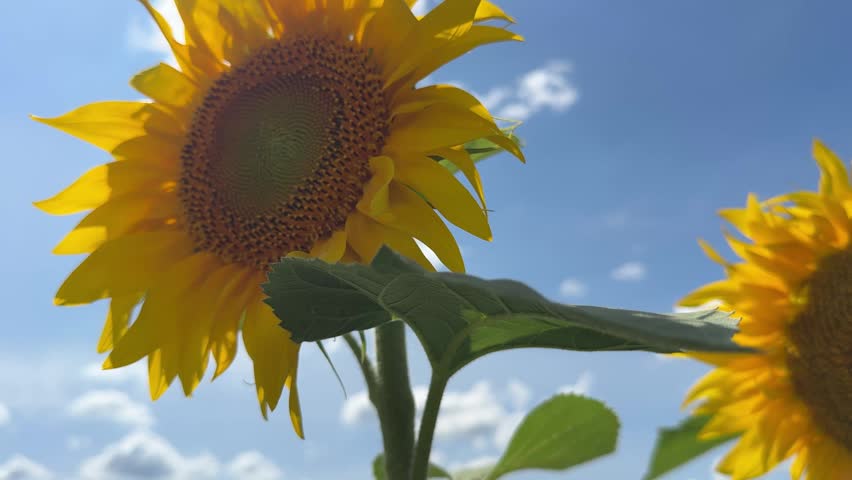 Yellow sunflowers, blue sky, clouds and sun.