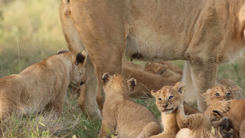 A pride of lions, including playful cubs and a watchful mother, rests and interacts in the tall grasses of the African savanna