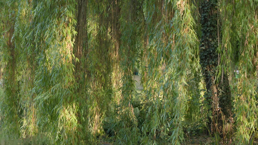 Close Up of Lush Green Weeping Willow Branches and Leaves Sunlit in a Park