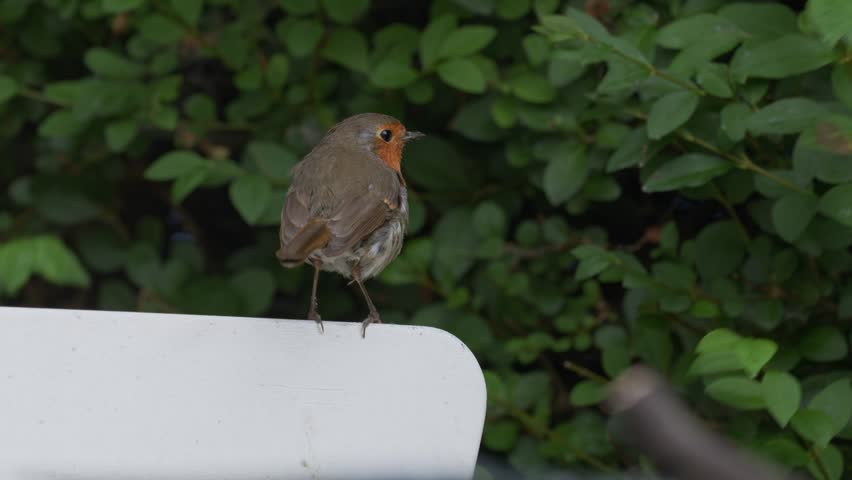 European Robin Flying to a Garden Chair and Eating Seeds on a Table