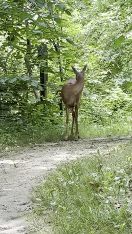 Whitetail deer, seen in Governor Dodge State Park, Wisconsin