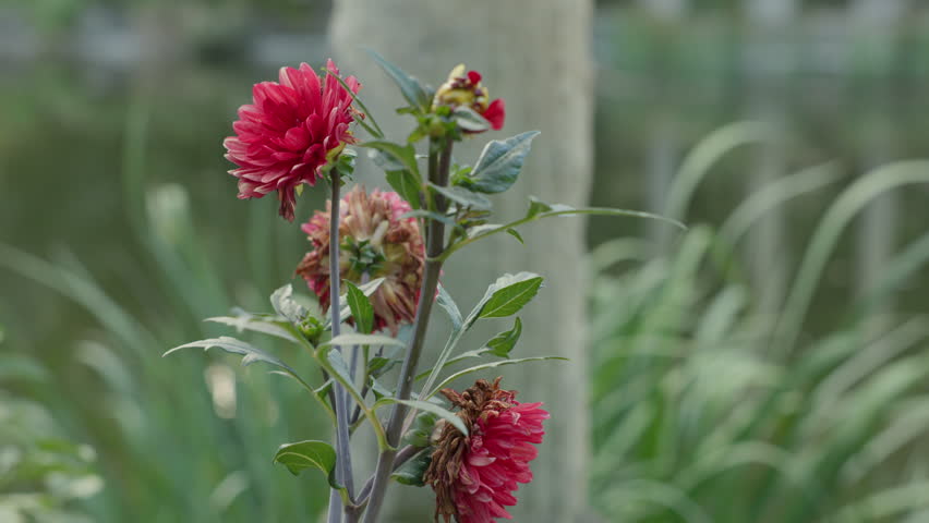 Close Up of Blooming Red Dahlia Flowers with Soft Bokeh Pond Background