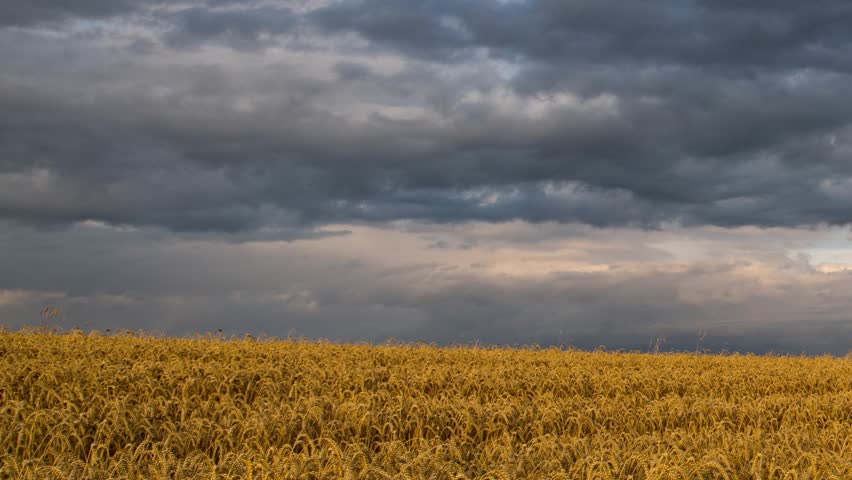 Dark storm clouds move rapidly over a ripe golden wheat field in this dynamic landscape time-lapse.