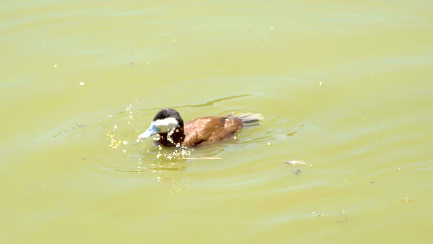 A male ruddy duck (Oxyura jamacensis) in breeding plumage swimming on greenish water