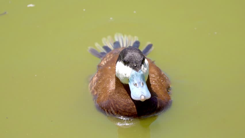Male Ruddy Duck Floating on Water Before Diving Underwater