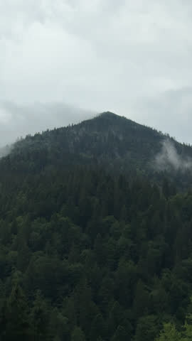 Misty mountain peak with low fog rising over dense pine forest, vertical landscape
