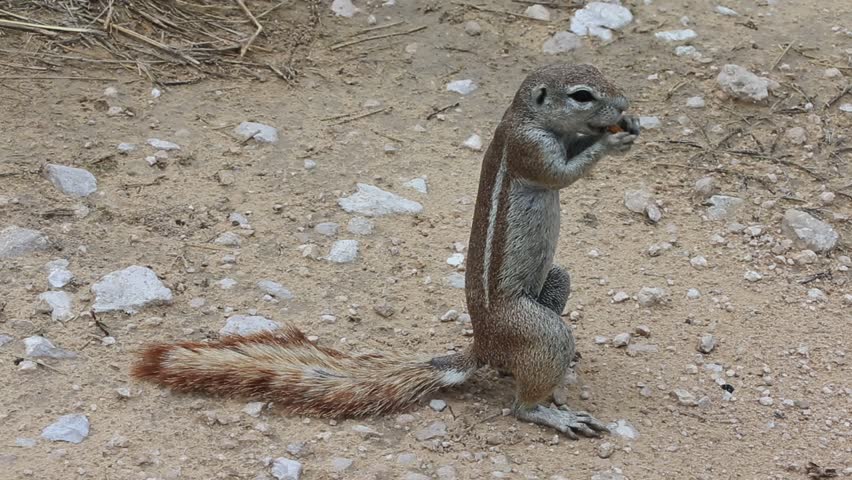 A ground squirrel stands upright eating on a dry rocky path.