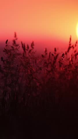 A sunset casts warm colors over a grassy landscape. The sun glows in the background, creating a colorful sky filled with orange and purple hues.