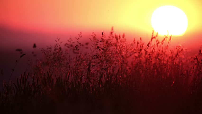 The sun sets, casting warm colors over a grassy field. Silhouettes of plants stand out against the vibrant sky, creating a natural and simple landscape.