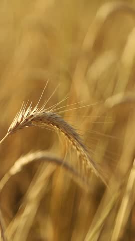 Ripe golden rye ears swaying in the wind on a warm summer evening