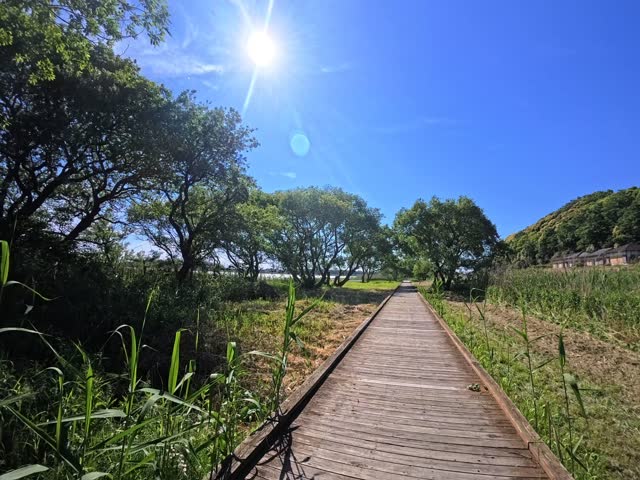 Wooden boardwalk path stretching through a lush green forest area