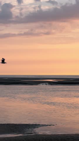 Seagull flying over calm sea at colorful sunset