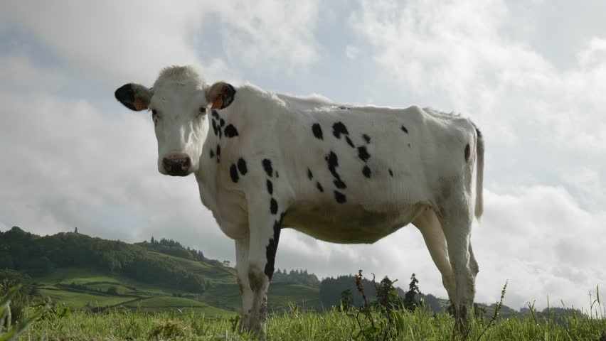 A spotted cow standing on a grassy field under soft daylight with hills in the background in the Azores