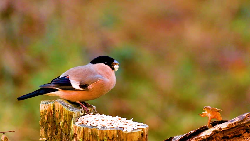 A Side view of Eurasian bullfinch (Pyrrhula pyrrhula) perched on tree stump eating seeds in autumn forest