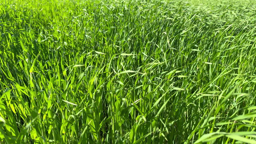 Wheat stalks swaying in the wind, horizontal background