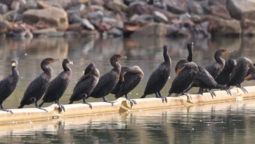 A side view of double-crested cormorants (Nannopterum auritum) perched closely together on a floating barrier, reflected in calm water