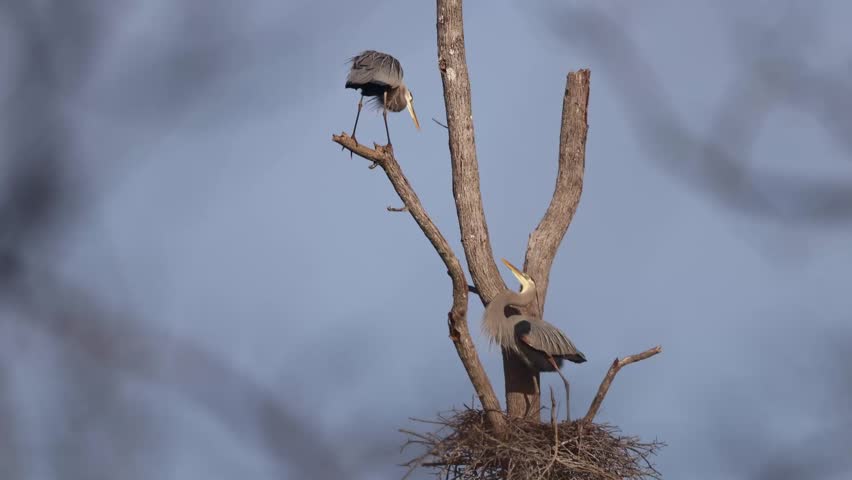 A telephoto view of great blue herons (Ardea herodias) standing on a nest and nearby branches, showing breeding behavior against a pale sky