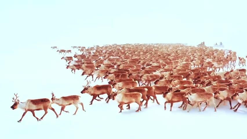 High-angle aerial view of a huge herd of reindeer migrating together across a vast white snowfield in extreme cold winter weather.