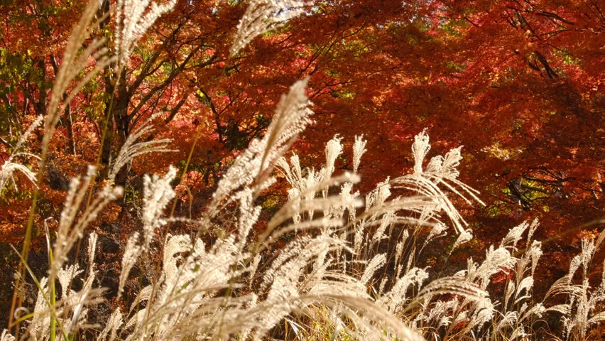 Autumn Landscape in Vibrant Fall Colors