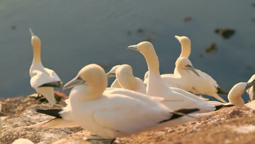 A northern gannet standing among a colony on a rocky cliff, spreading its large wings, and taking off to fly gracefully over the sparkling ocean water at sunset.