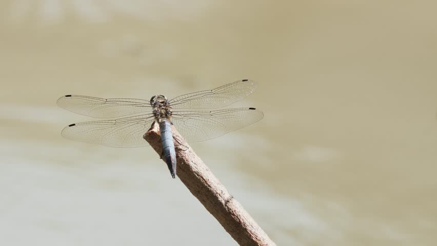 A blue dragonfly perched on a dry stick above a flowing river.