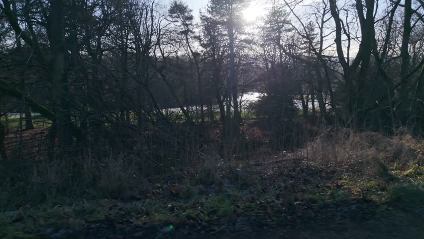 A Sunlight shines through bare forest trees onto a muddy path with grass and distant water beyond