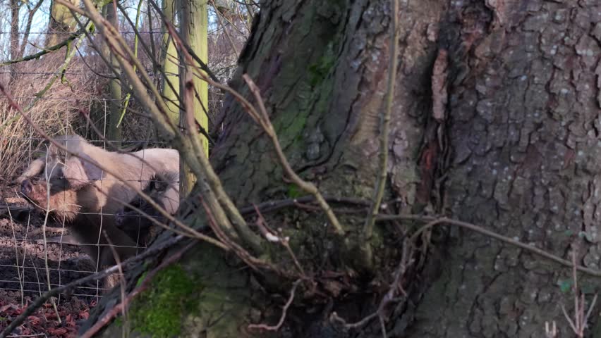 A group of pigs standing behind a wire fence in a muddy farm pen surrounded by winter brush and trees