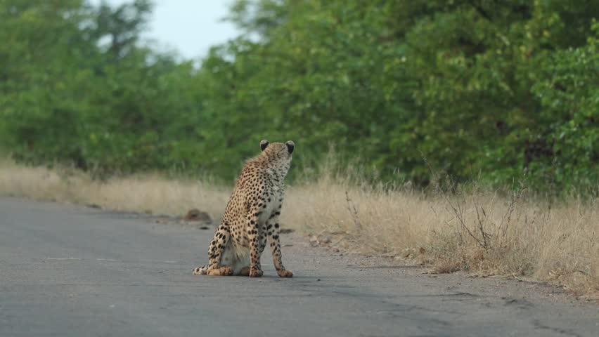 A young cheetah looking over its shoulder while sitting on the tar road before lying down and yawning, Kruger National Park.