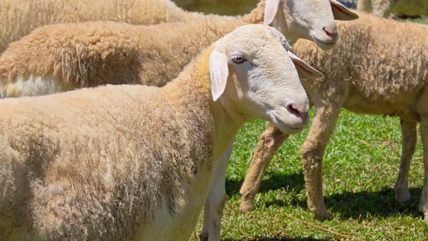 Sheep flock grazing in green pasture countryside. Close-up flock of sheep with fluffy woolly coats.