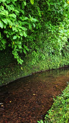 A small irrigation channel with clear water flowing along a wall of green foliage