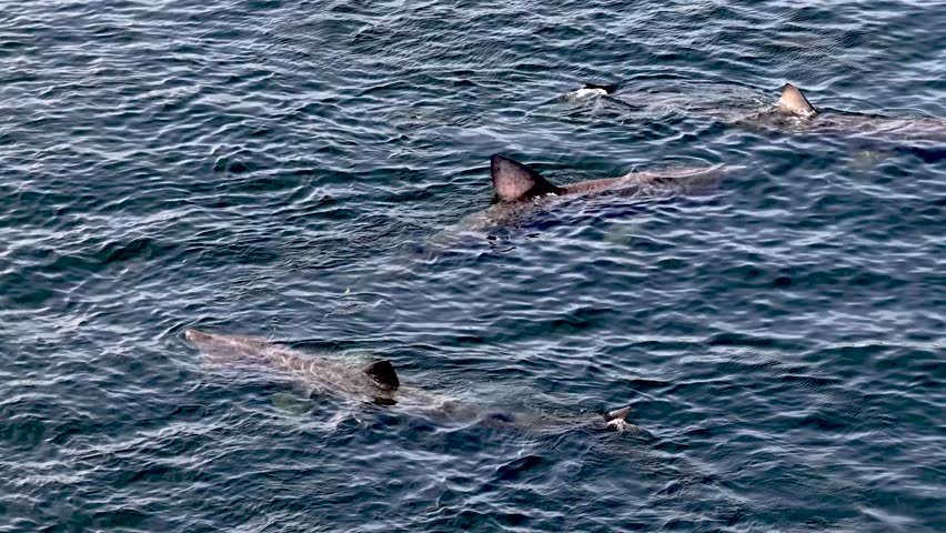 Aerial view of basking sharks at Muckross Head ,Donegal - Ireland