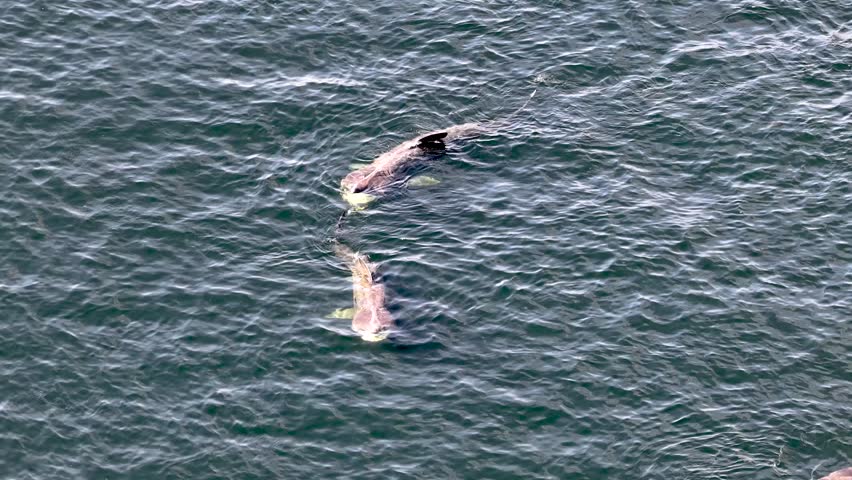 Aerial view of basking sharks at Muckross Head ,Donegal - Ireland