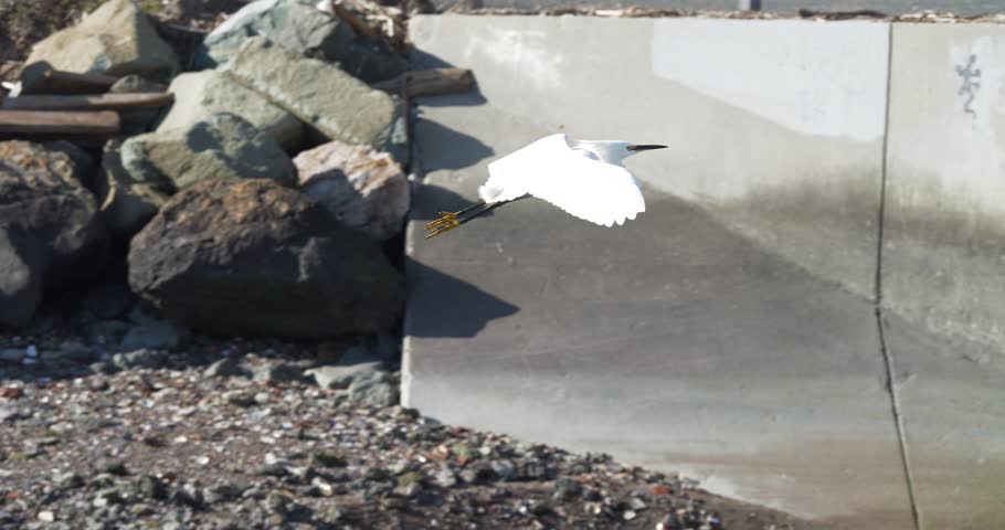 A slow-motion of snowy egret flying low past rocks and concrete along a coastal shoreline, landing on a railing overlooking the sea