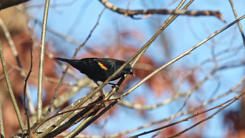 A blackbird perched on bare branches against a blue sky, showing a small orange wing patch